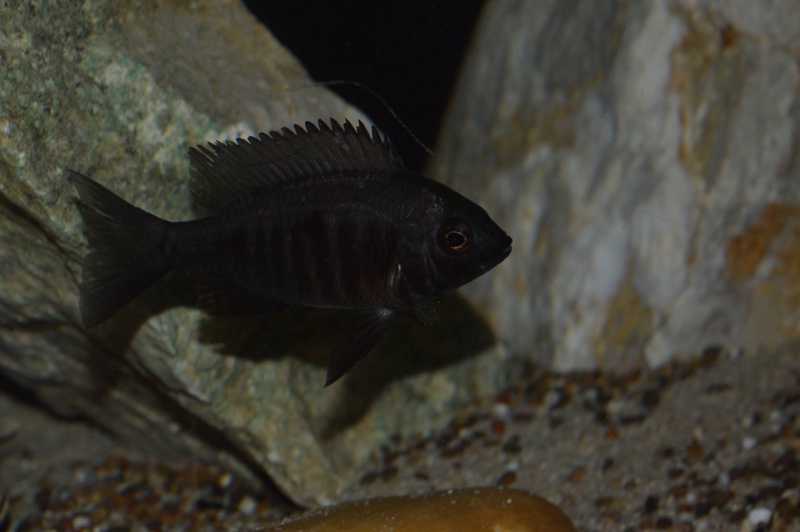 Copadichromis melas